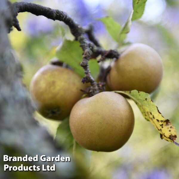 Growing Apple Trees UK Apple Varieties & Care Guide Fruit Expert