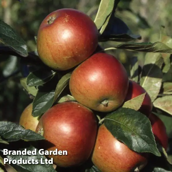 Growing Apple Trees UK Apple Varieties & Care Guide Fruit Expert