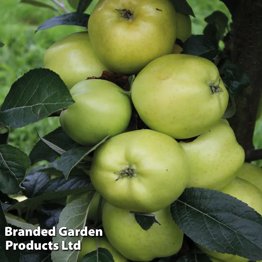 Growing Apple Trees UK Apple Varieties & Care Guide Fruit Expert