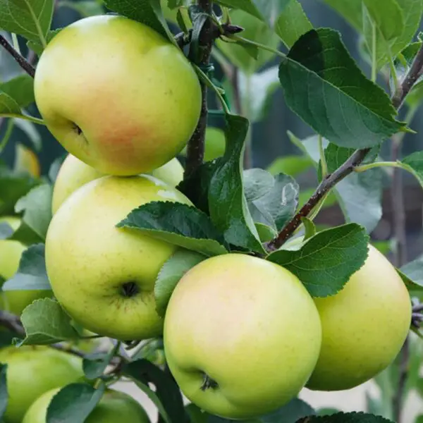 Growing Apple Trees UK Apple Varieties & Care Guide Fruit Expert