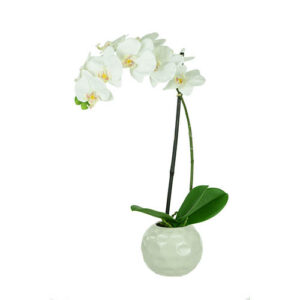 Elegant White Orchid