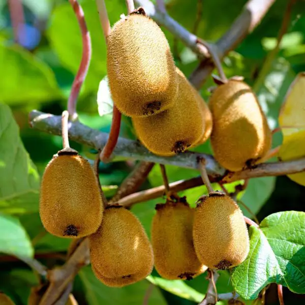 Kiwi Plants Guide to Growing Kiwi Fruit Pruning & Care Fruit Expert UK