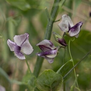 Lathyrus odoratus Nimbus