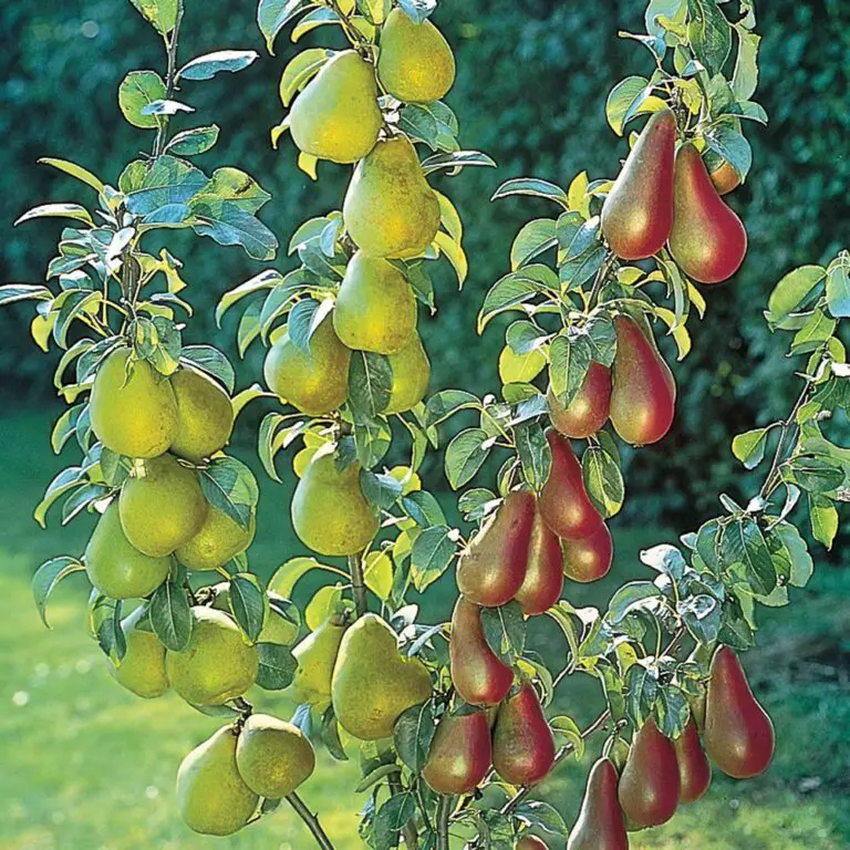 Growing Pear Trees UK Pruning & Care Guide Fruit Expert