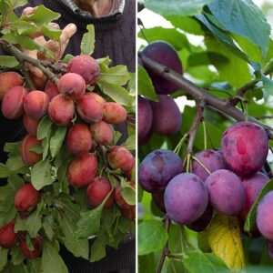 Duo Fruit Plum Tree 5L potted