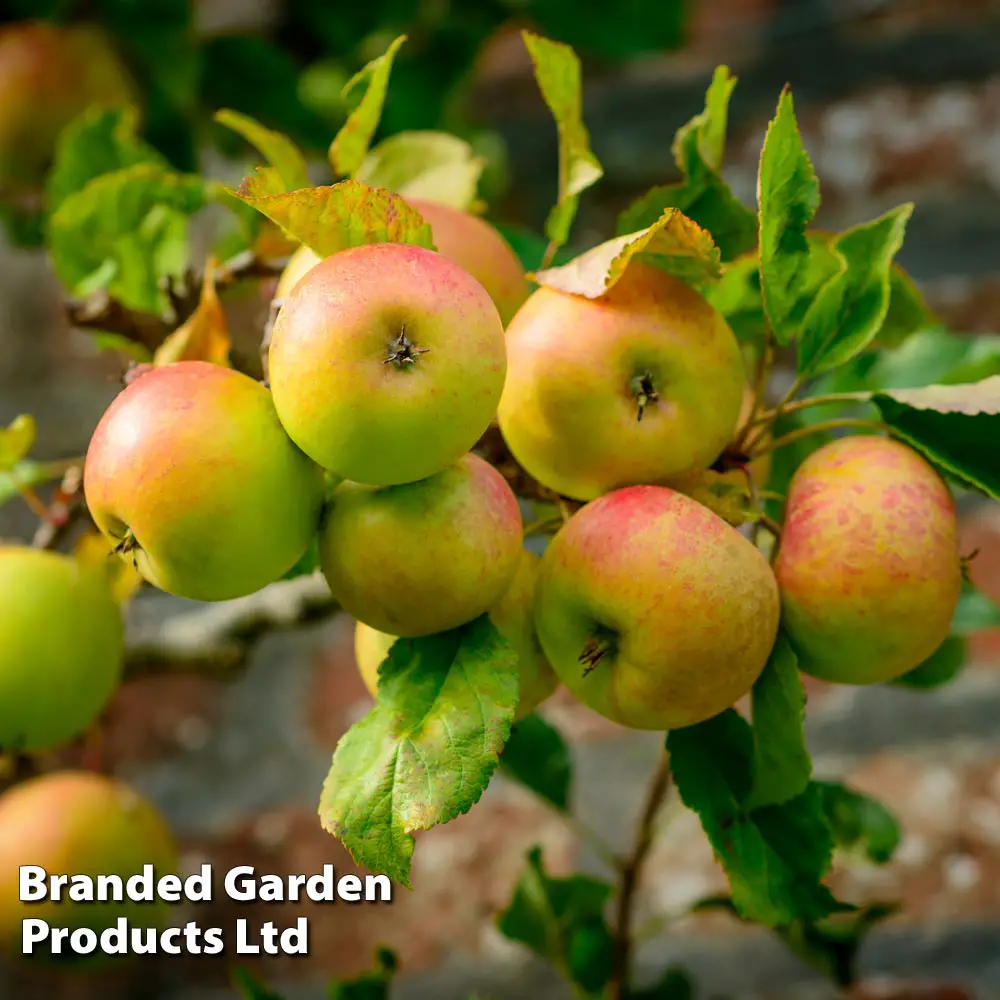 Growing Apple Trees UK Apple Varieties & Care Guide Fruit Expert