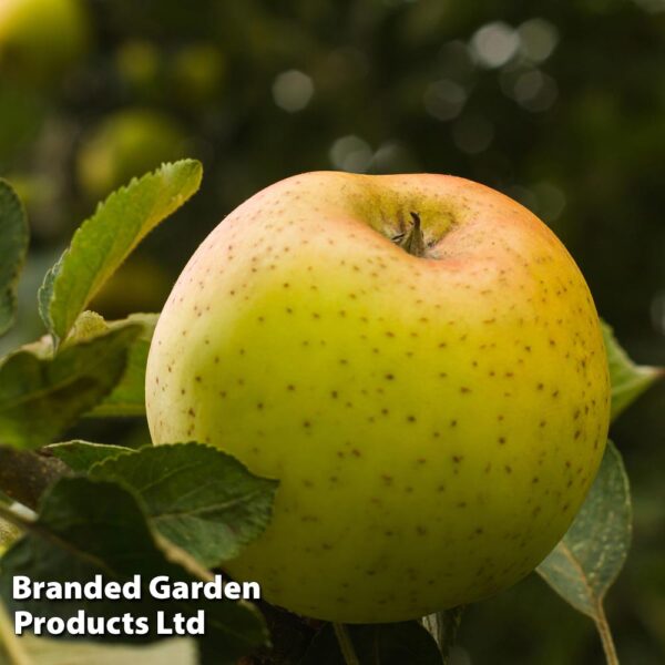 Growing Apple Trees UK Apple Varieties & Care Guide Fruit Expert