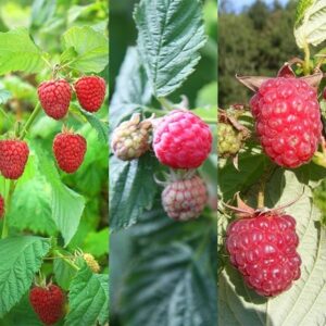 Extend the season raspberry collection