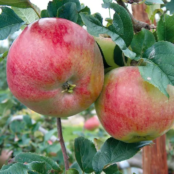 Dwarf Apple Trees Miniature Fruit Trees Fruit Expert