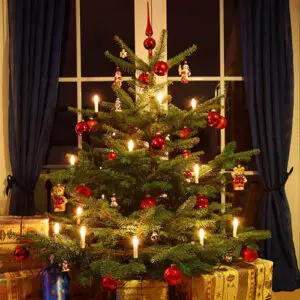 Nordmann Fir Cut Christmas Tree