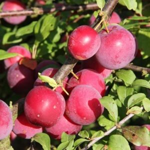 plum Mirabelle Countess