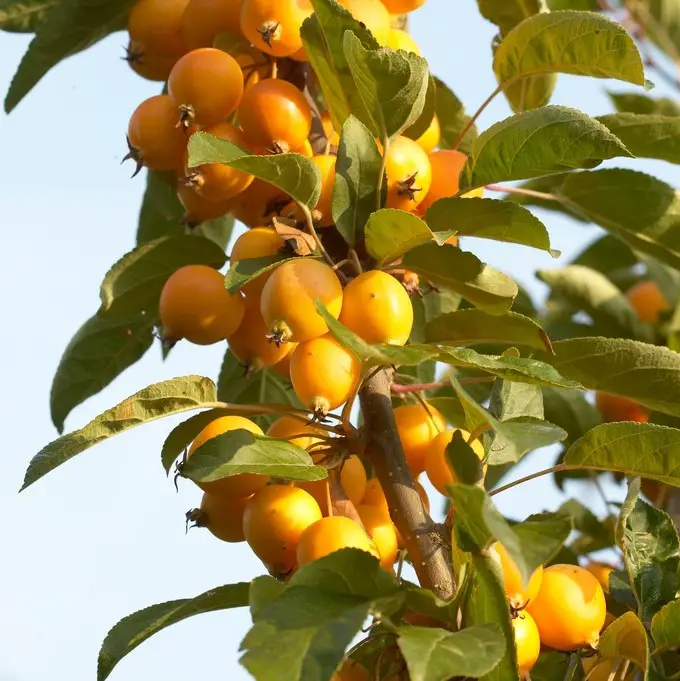 Patio Crab Apple Trees UK Pot Growing & Care Fruit Expert