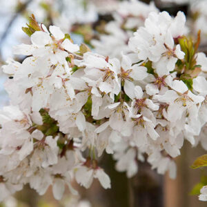Cherry Prunus Snow Showers