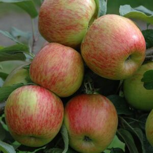 Apple Malus Braeburn