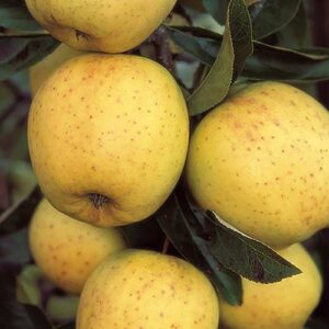 Apple Malus Golden Delicious