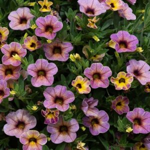 Calibrachoa Chameleon Blueberry Scone ('Wescachablusc')