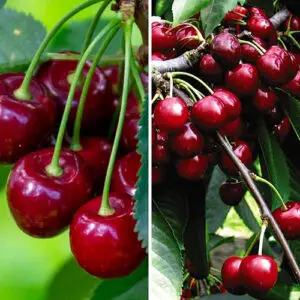 Duo Fruit tree - Cherry Regina & Hedelfinger