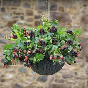 Trailing Blackberry Black Cascade
