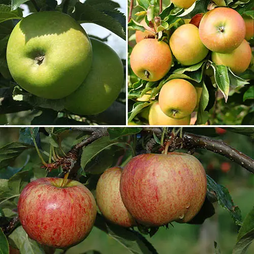 Apple Varieties UK English Cider Dessert & Cooking Apples Fruit Expert