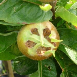 medlar Royal