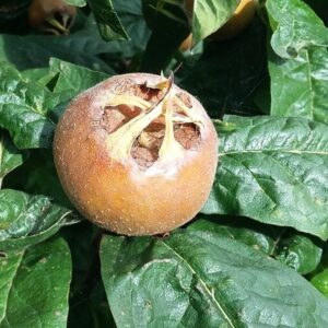 medlar Westerveld