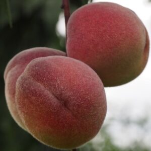 peach Pêche de Vigne