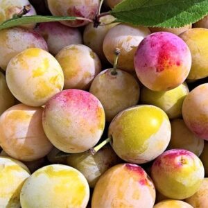 plum Burbank Tangerine