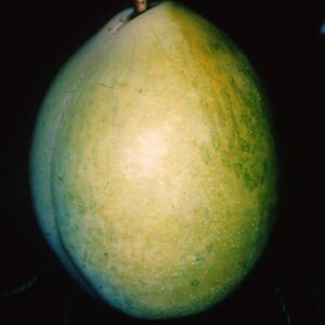 plum Coe's Golden Drop