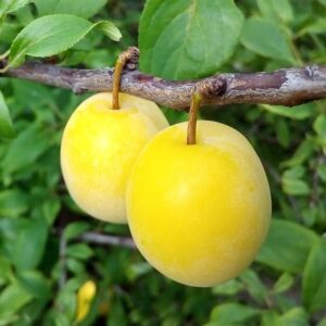 plum Mirabelle Golden Sphere