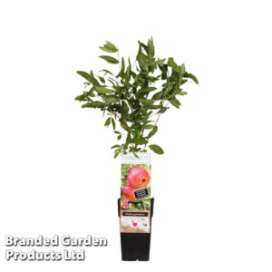 Punica granatum (Pomegranate)