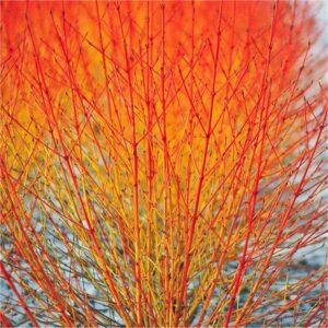 EXTRA LARGE Cornus sanguinea Midwinter Fire - Super bushy Winter Beauty Dogwood