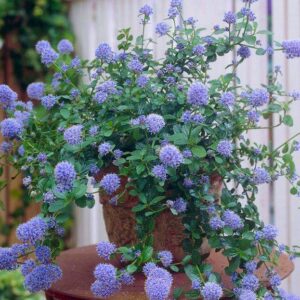Ceanothus thyrsiflorus repens - Californian Lilac - Pack of THREE Plants