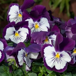 Viola × wittrockiana Cats Plus Purple & White