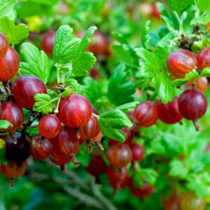 Gooseberry Plants - PACK OF SIX - Ribes uva-crispa Hinnonmaki RED