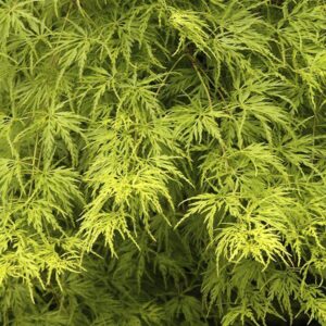 Acer palmatum dissectum Seiryu