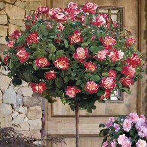 Large Bicolour Standard Rose Tree 'Hippy' - circa 150cms tall