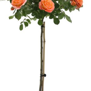Large Orange Standard Rose Tree 'Butano' - circa 150cms tall