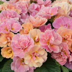 Primula acaulis Mandarin (Queen Series)