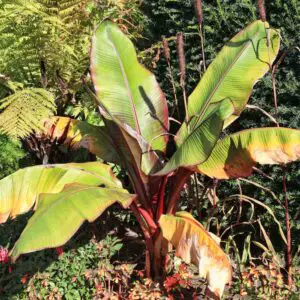 Banana Musa Basjoo