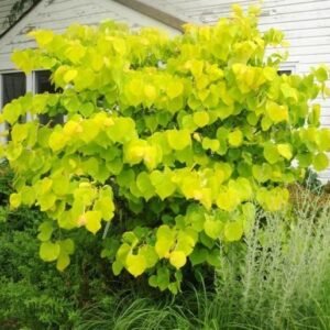 Cercis canadensis Hearts of Gold - circa 80-120cms tall