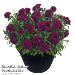 Dianthus 'Sunflor Beetle'