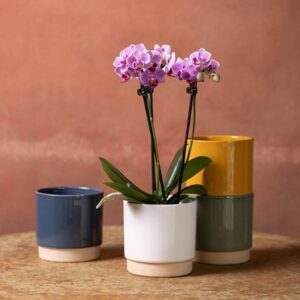 Phalaenopsis Santos (Pink)