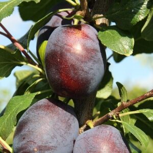 plum Haganta (PBR)