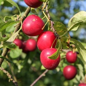 plum mirabelle Gypsy