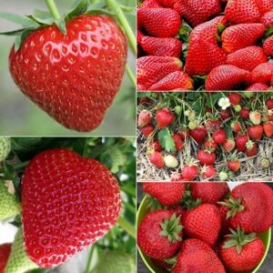 Bumper extend the season strawberry lovers collection