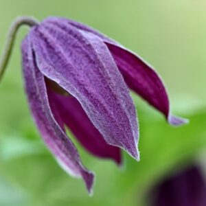 Clematis Brunette