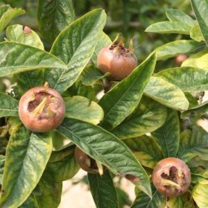 Medlar Dwarf Fruit Tree