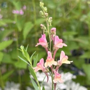 Linaria Peachy
