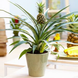 WINTER SALE - Ananas - Indoor Pineapple Plant