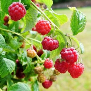 raspberry Sweet Sunshine